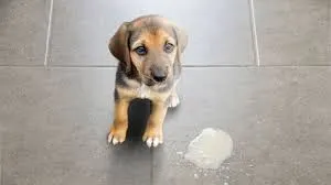 Chiot assis sur un carrelage à côté d'une petite flaque