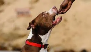 Un chien musclé marron et blanc, au collier rouge, prend une friandise tendue par une main