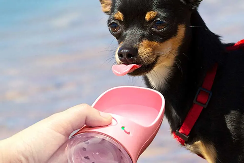 Un chihuahua noir et feu tire la langue devant une gourde rose à abreuvoir intégré tenue par son maître
