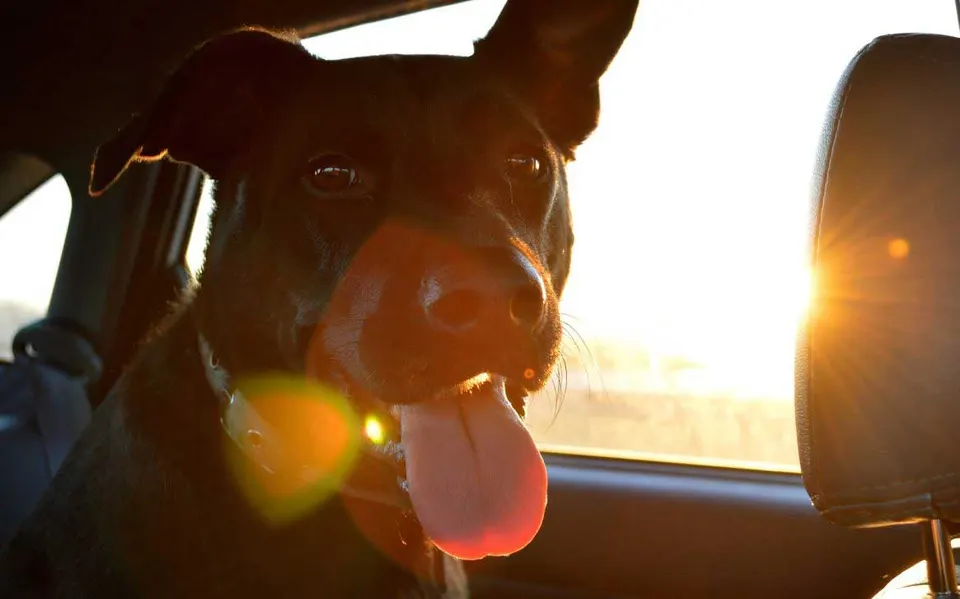 Le blog Petohaku consacré au chien