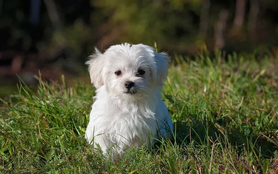 Petit chien blanc à poils longs, de type bichon, assis dans l'herbe
