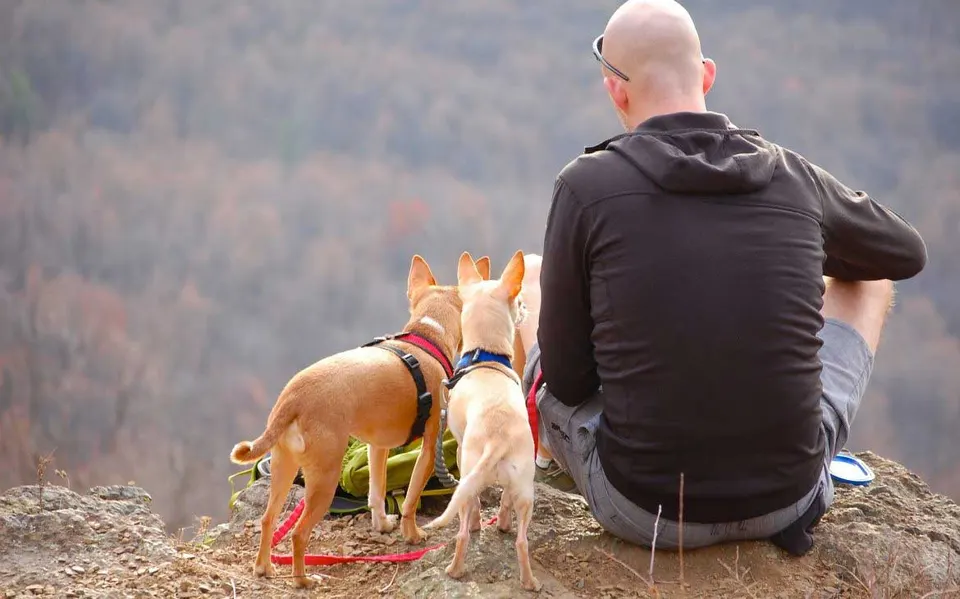 Homme assis de dos sur un rocher face à une vallée boisée, avec deux petits chiens en harnais et en laisse