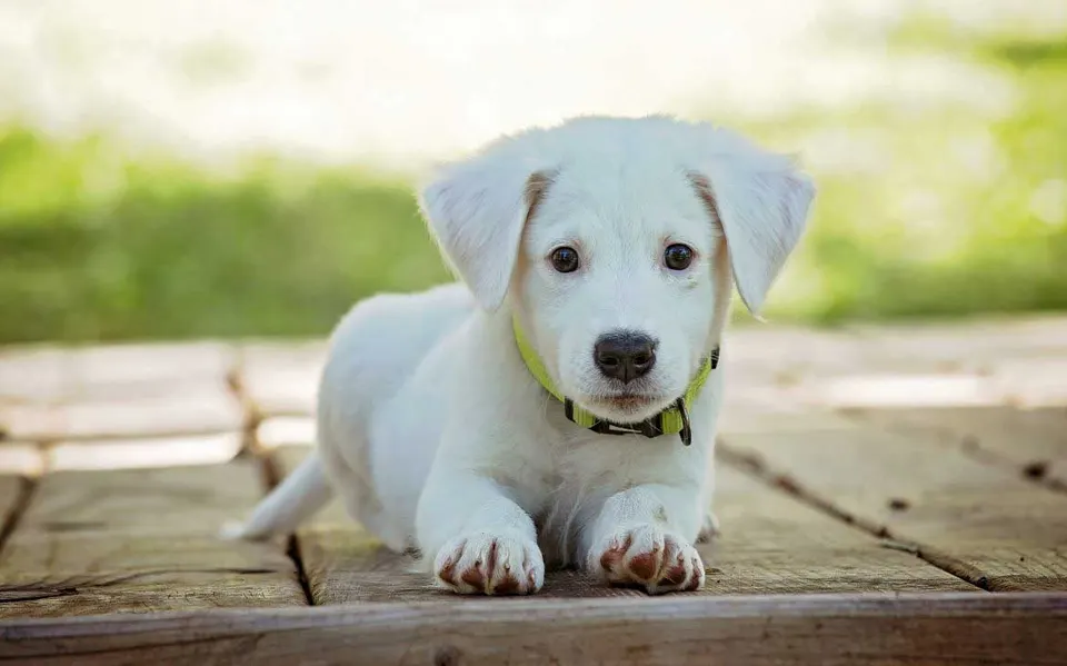 Chiot blanc au collier vert couché sur une terrasse en bois
