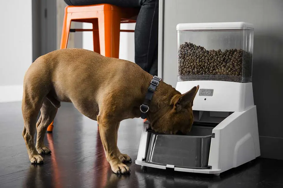 Un bouledogue français mange dans un distributeur automatique de croquettes posé au sol