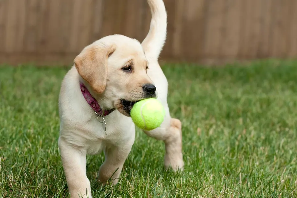 Chiot labrador sable qui court dans l'herbe, une balle de tennis dans la gueule