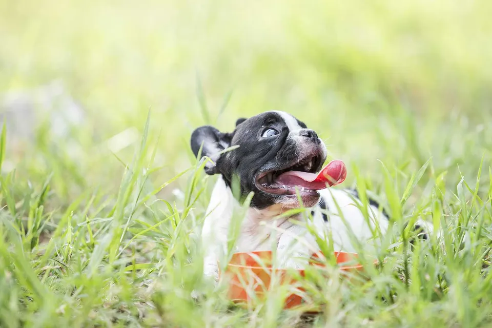 Chiot bouledogue français noir et blanc dans l'herbe, langue tirée