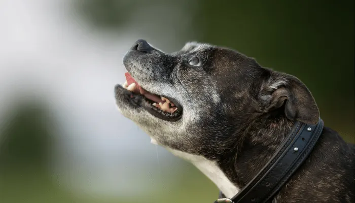 Vieux chien au museau grisonnant, vu de profil, avec un collier en cuir