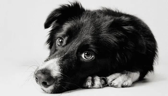 Chien noir et blanc couché, la tête posée au sol