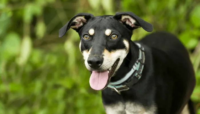Un chien croisé noir et feu, langue pendante, devant un feuillage vert