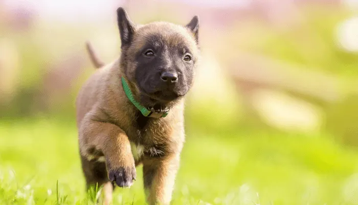 Chiot berger malinois au collier vert qui trotte dans l'herbe
