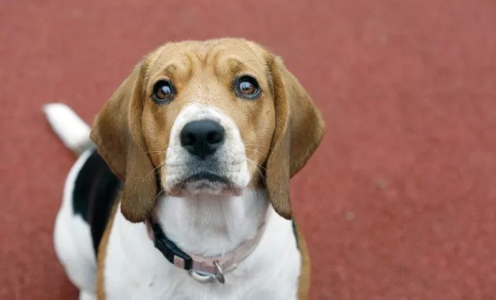 Beagle assis qui lève les yeux vers son maître