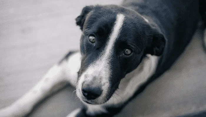 Chien noir et blanc couché sur le sol, qui lève vers l'objectif un regard inquiet