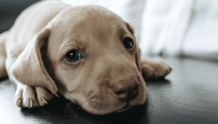 Chiot couleur sable couché, la tête posée au sol