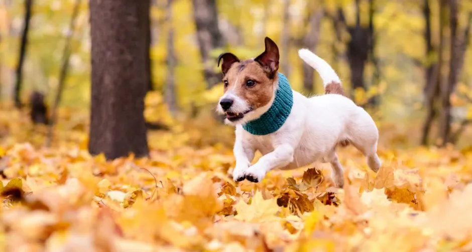 Jack russell portant un col tricoté qui court dans les feuilles d'un sous-bois