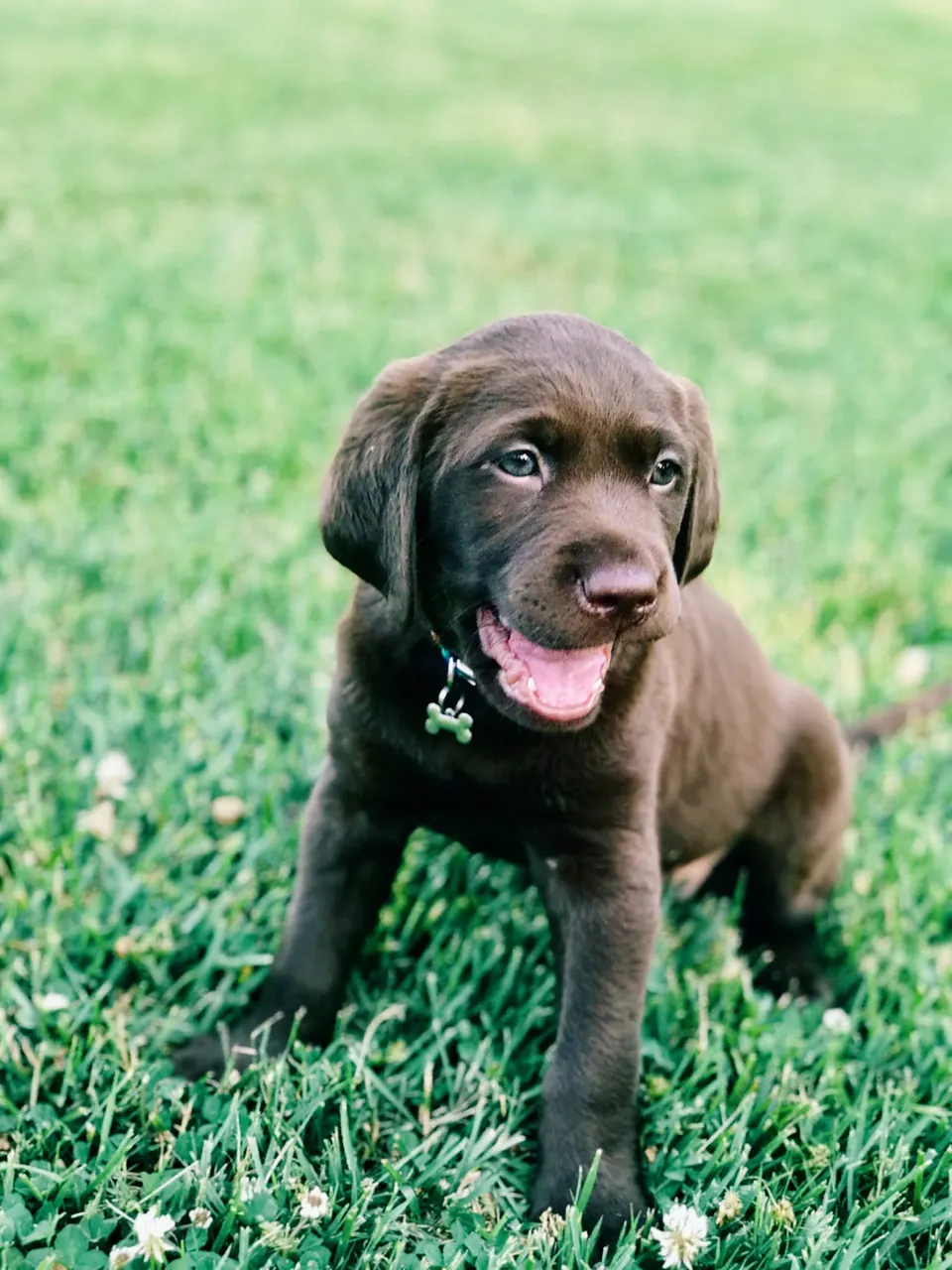 Chiot labrador chocolat assis dans l'herbe, la langue sortie