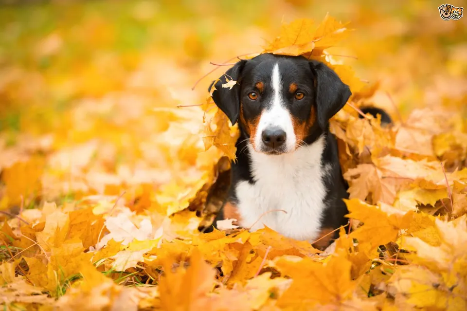 Un chien en promenade dans les feuilles mortes en automne