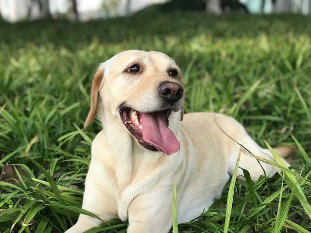 Labrador sable couché dans l'herbe, la langue pendante