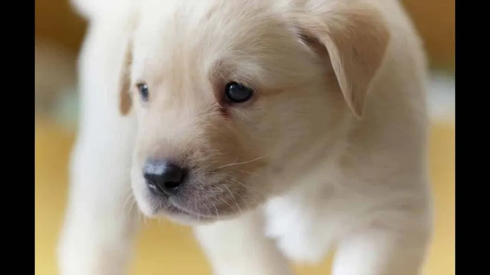 Gros plan sur un chiot couleur crème aux oreilles tombantes