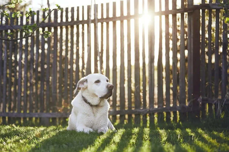 Labrador blanc couché dans l'herbe devant une palissade en bois, au soleil couchant