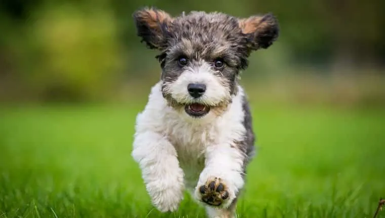 Chiot gris et blanc au poil frisé qui court dans l'herbe, oreilles au vent