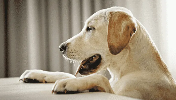 Labrador sable, les pattes avant posées sur une table, la langue sortie
