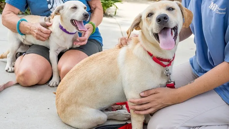 Deux chiens croisés au pelage clair, assis en laisse contre deux personnes accroupies