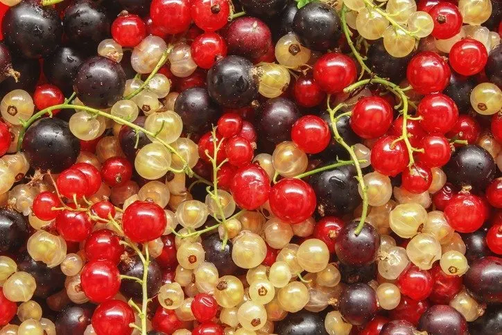 Des groseilles rouges et blanches mêlées à des baies de cassis