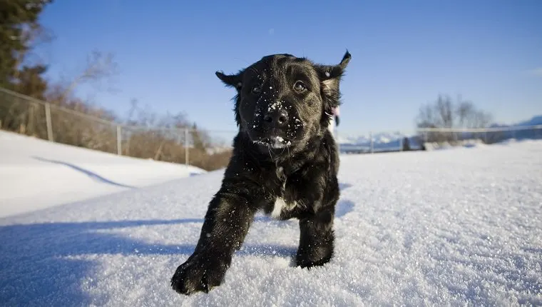 Chiot noir qui court dans la neige