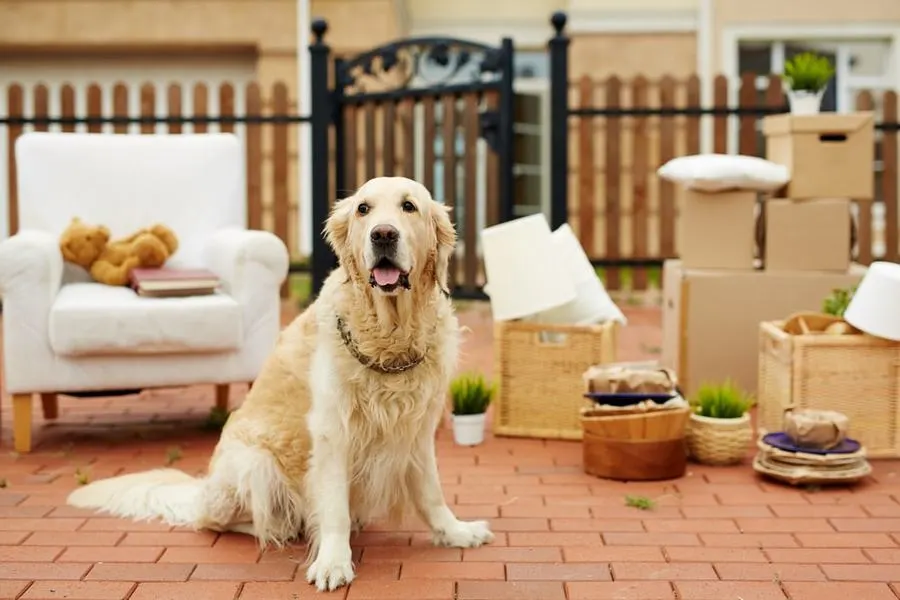 Golden retriever assis devant un fauteuil et des cartons de déménagement
