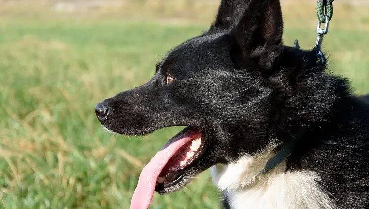 Chien noir et blanc de profil, gueule ouverte et langue pendante, dans un pré