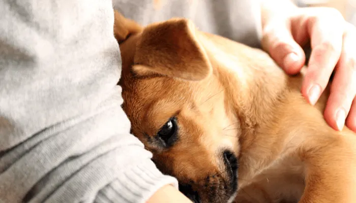 Chiot fauve blotti contre le bras de sa maîtresse qui le caresse