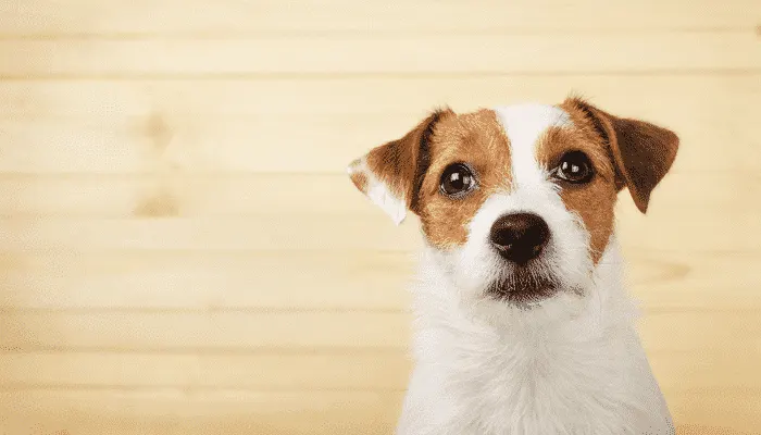 Jack Russell regardant l'objectif devant un mur en bois clair