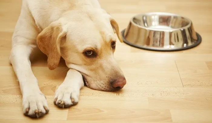 Labrador couché sur un parquet à côté de sa gamelle vide
