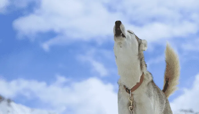 Chien qui hurle, le museau levé