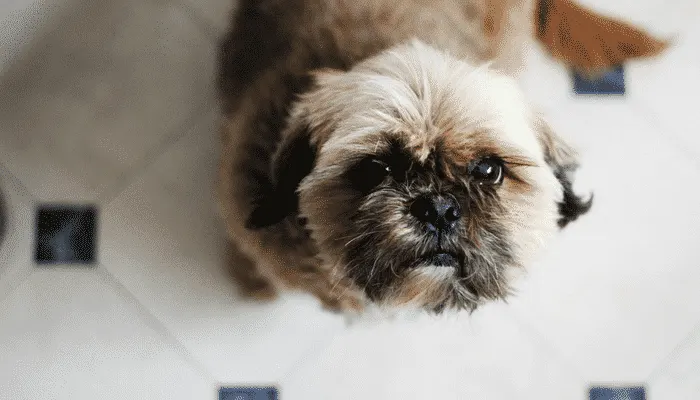 Petit chien au poil hirsute assis sur un carrelage, levant les yeux vers l'objectif