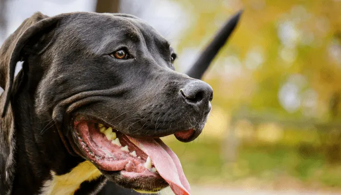 Chien noir de type labrador, gueule ouverte, en promenade dans un parc en automne