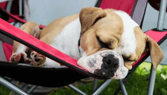 Bouledogue fauve et blanc endormi dans une chaise de camping