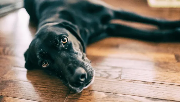 Labrador noir allongé sur un parquet, la tête posée au sol