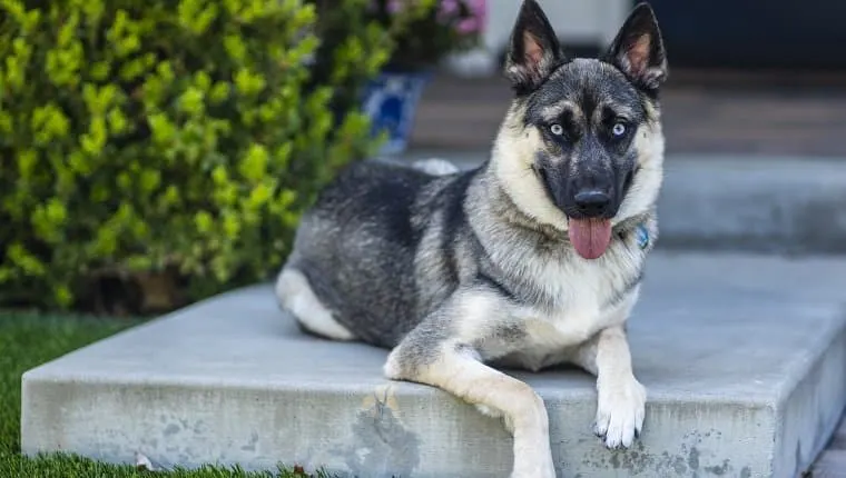 Chien croisé husky et berger allemand aux yeux bleus, couché sur une marche devant un jardin