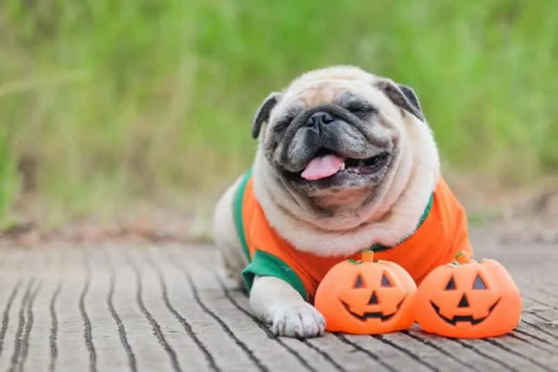 Carlin en costume orange allongé derrière deux petites citrouilles d'Halloween