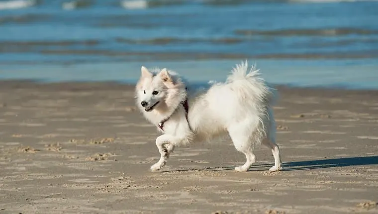 Spitz japonais blanc qui court sur une plage de sable, au bord de l'eau