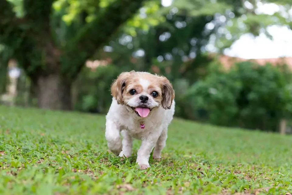 Petit chien blanc et fauve de type shih tzu trottinant sur une pelouse, la langue sortie