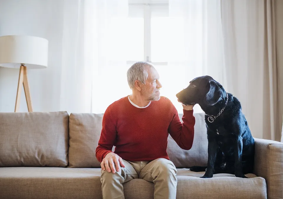 Homme âgé assis sur un canapé qui caresse un labrador noir