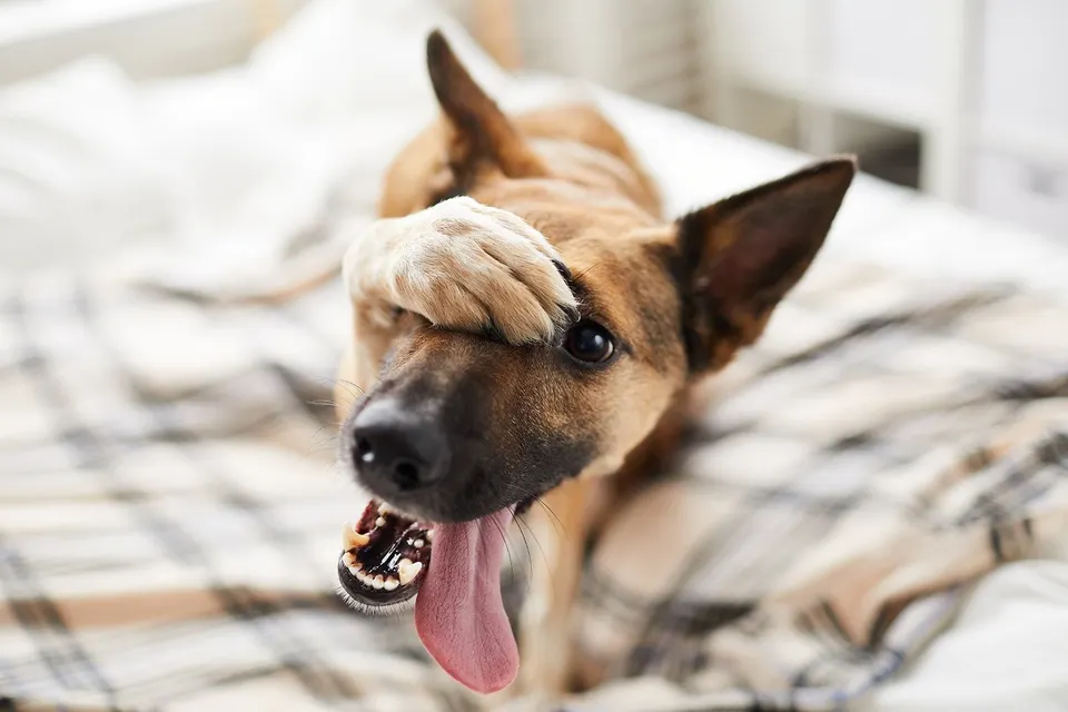Chien de type berger allongé sur un lit, une patte posée sur les yeux, la langue pendante