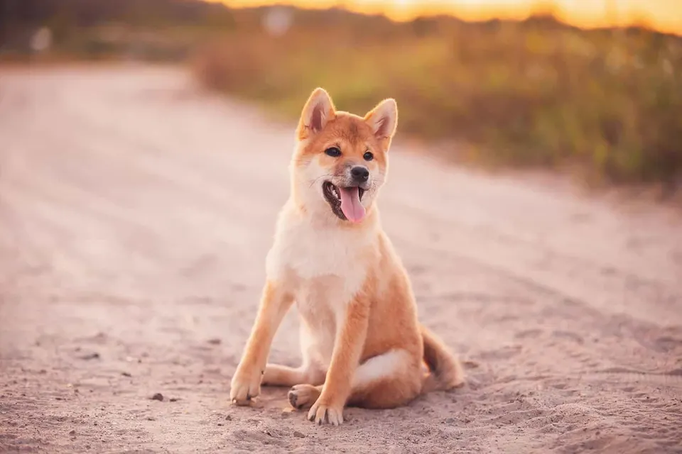 Chiot shiba inu assis sur un chemin de terre au coucher du soleil