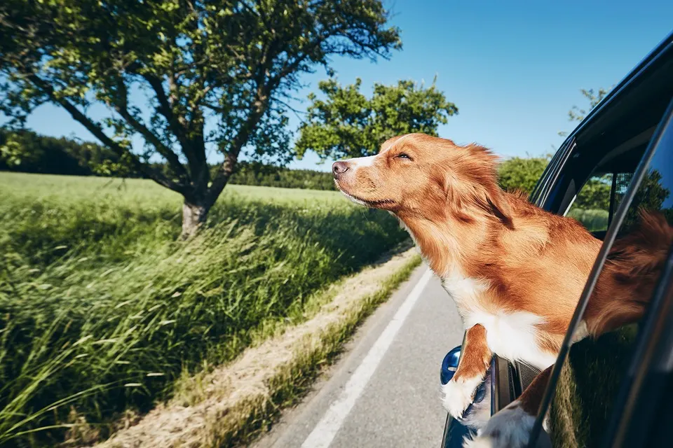 Chien roux et blanc, la tête passée par la fenêtre d'une voiture sur une route de campagne