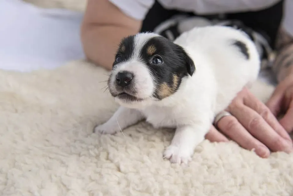 Très jeune chiot noir, blanc et feu posé sur un tapis en laine, soutenu par une main