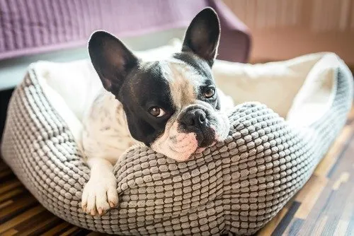 Bouledogue français noir et blanc couché dans son panier, l'air fatigué