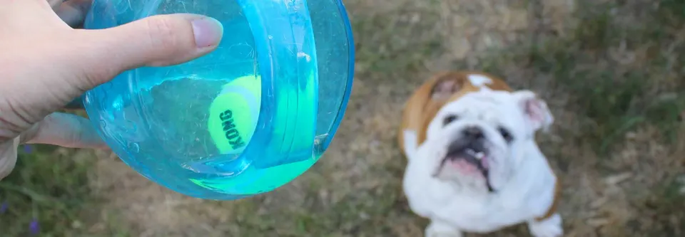 Bouledogue anglais assis dans l'herbe, les yeux levés vers le jouet que tient son maître