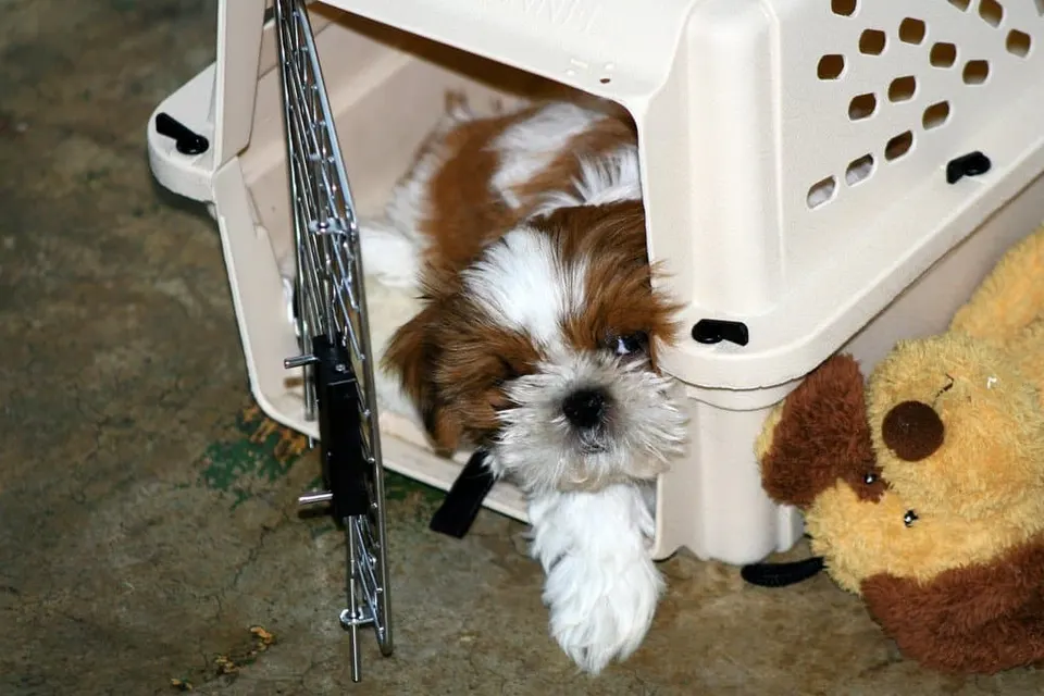 Chiot shih tzu couché à l'entrée d'une caisse de transport ouverte, à côté d'une peluche